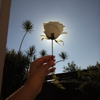 Foto de uma mão segurando uma rosa branca