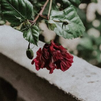 Foto de uma florzinha vermelha