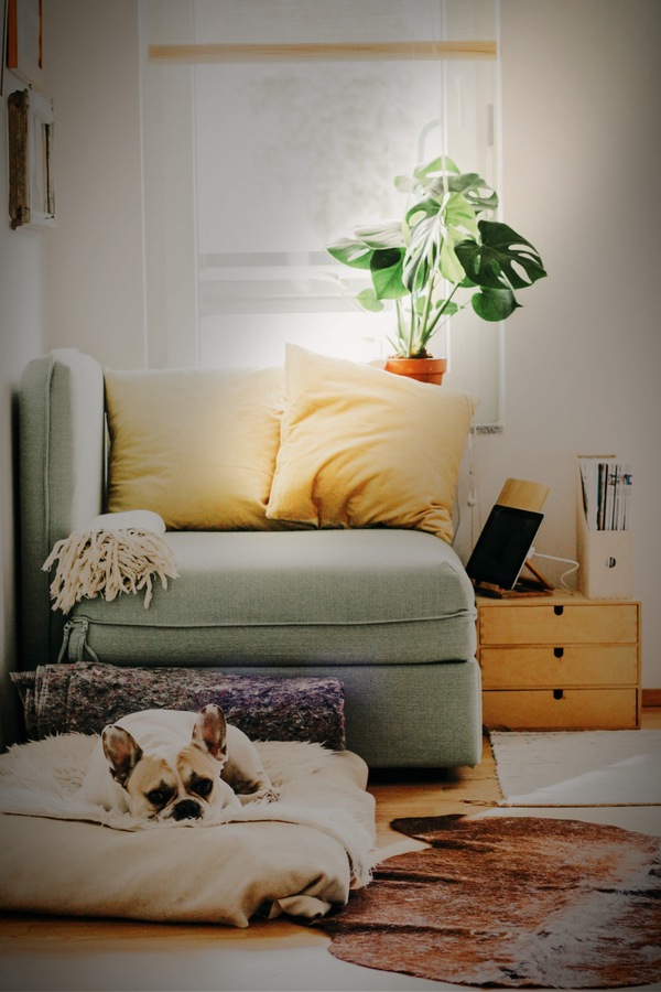 foto del interior de una casa con un perro dormido en su cama en la sala de estar 