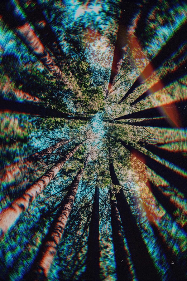 Día Mundial del Árbol 10