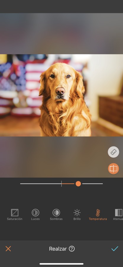 fotos para tu perro 11