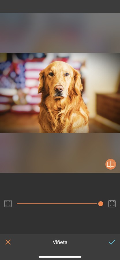 fotos para tu perro 12