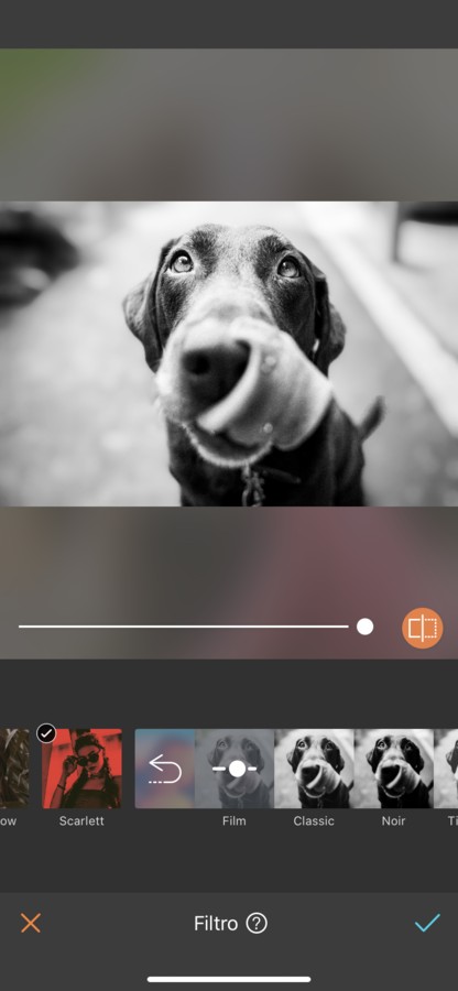 fotos para tu perro 16