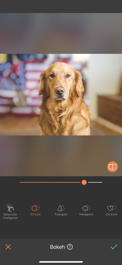 fotos para tu perro 08