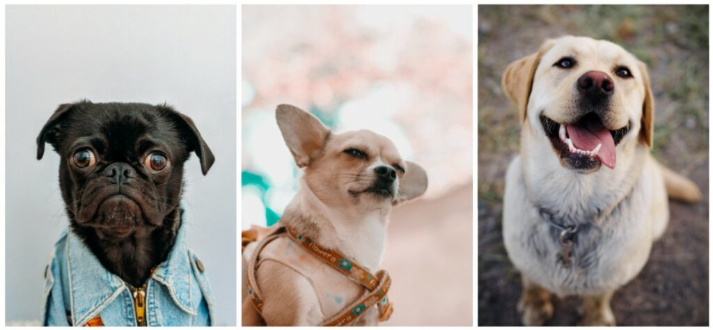 fotos de perros sonriendo y siendo expresivos