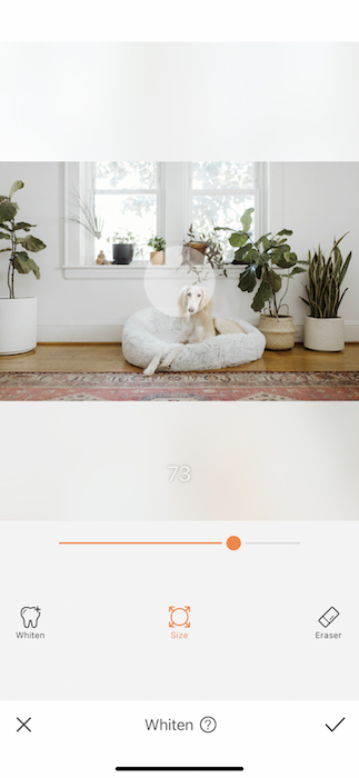 dog sitting in a dog cushion in a living room full of plants