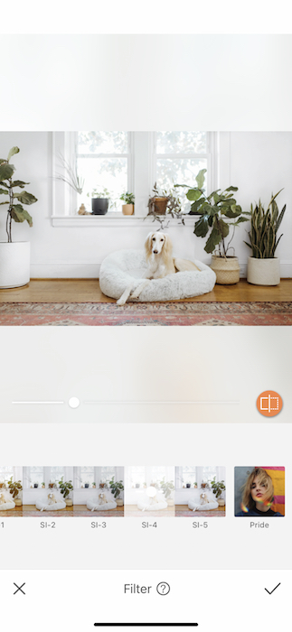 dog sitting in a dog cushion in a living room full of plants