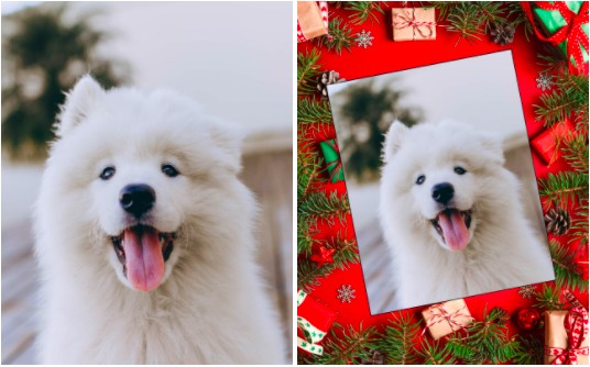foto navideña de perros