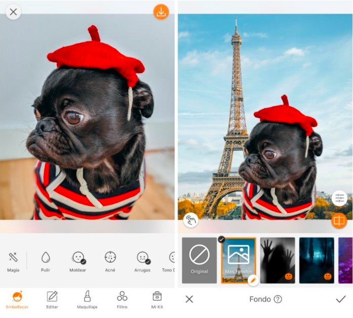 Cómo crear una foto de tu mascota