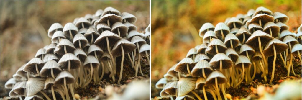 mushroom colony