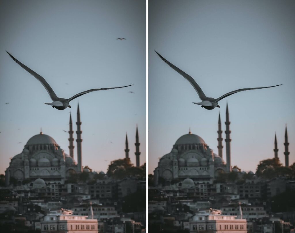 seagull in Turkey