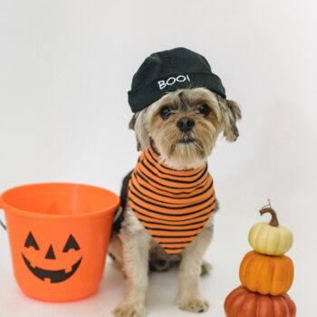 Crea la foto de Halloween perfecta para tu mascota